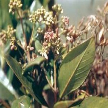 Yellow Cinchona (Cinchona Officinalis)